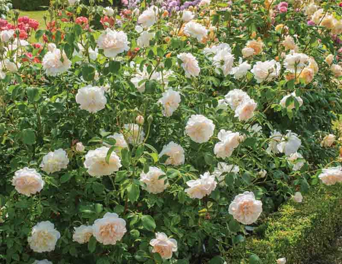 Rosa Lichfield Angel, Rosa Lichfield Angel, English Rose Lichfield Angel, David Austin Rose, English Rose, Fragrant roses, Shrub roses, white roses, creamy roses